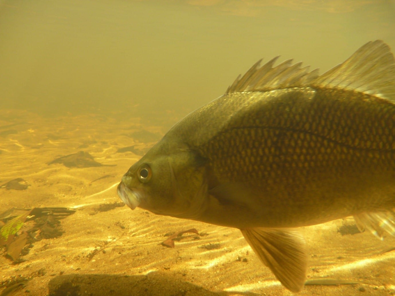 EPS Ecologist finalising PhD on Fish Ecology Environmental Property Services Environmental